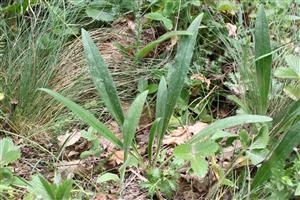 Echium russicum - sterilné rastliny