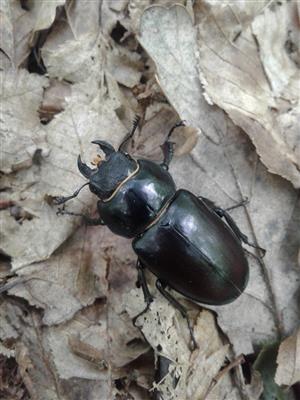 Lucanus cervus - samica