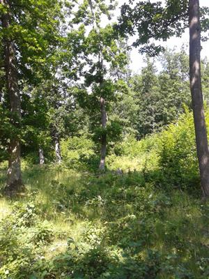 TML Hodrušská hornatina_TMP1