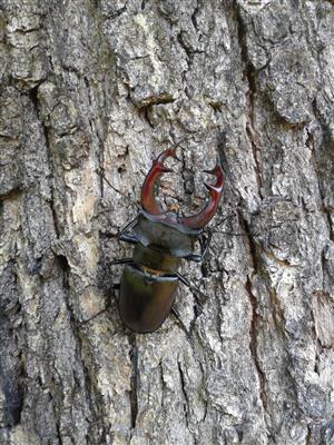Roháč veľký (Lucanus cervus) na TML Hodrušská hornatina_TMP2