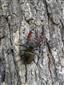 Roháč veľký (Lucanus cervus) na TML Hodrušská hornatina_TMP2