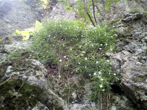 Cardaminopsis arenosa