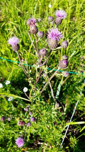 kvitnúci cirsium brachycephalum
