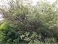 Horské vodné toky a ich drevinová vegetácia so Salix eleagnos (17.7.2020)
