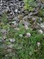 Detail skalnej vegetácie s Allium senescens subsp. montanum