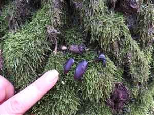 Lucanus cervus - zbytky po dvoch jedincoch TMP č. 1