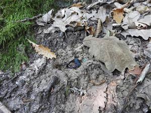 Lucanus cervus - múmia z TMP č. 3