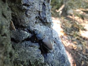 Lucanus cervus - samička