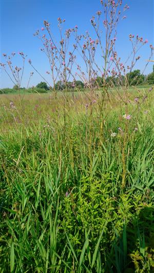 Cirsium brachycephalum - kvitnúce jedince.