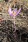 Colchicum arenarium - kvet