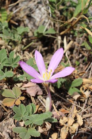 Colchicum arenarium - kvet