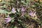 Colchicum arenarium - rastliny
