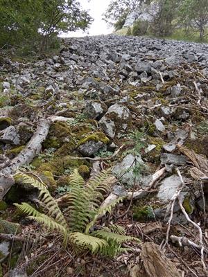 Väčšia pokryvnosť E0 aj E1 je v okrajovej časti sutiny tienenej lesom