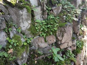Polypodium vulgare a vyššie zastúpenie machorastov v štrbinách zatienených kremencových skál