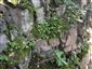 Silikátové skalné steny a svahy so štrbinovou vegetáciou (3.9.2020)