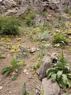 Ruderalizovaná pionierska vegetácia v lome so Sedum acre, Verbascum densiflorum