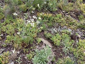 Pioniersky porast so Sedum acre, Orlaya grandiflora, Xeranthemum annuum