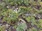 Pioniersky porast so Sedum acre, Orlaya grandiflora, Xeranthemum annuum