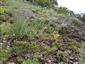 Pioniersky porast so Sedum acre, Orlaya grandiflora, Jovibarba hirta, Echium vulgare na andezitovom substráte