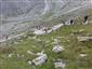 Silikátové skalné sutiny v montánnom až alpínskom stupni (22.7.2020)