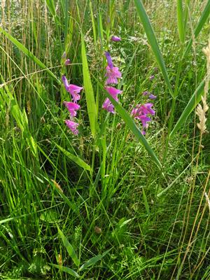 Skupinka rastlín Gladiolus palustris.