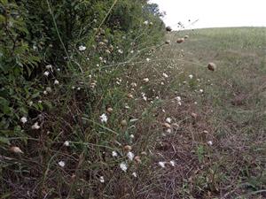 Cephalaria transsilvanica na okraji lúky