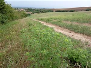 Ambrosia artemisiifolia na okraji lúky