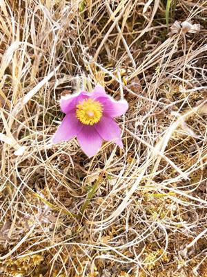 Pulsatilla slavica na TML_PulsSlav_190
