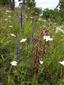 Kvitnúci jedinec v spoločenstve biotopu Tr2 s Orlaya grandiflora a Pseudolysimachion spicatum
