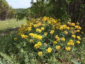 Coronilla coronata