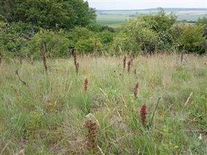 Populácia Echium russicum