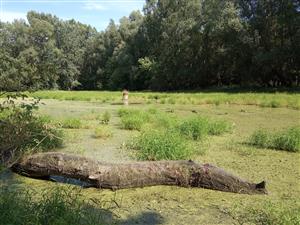 Celkový pohľad - vysoká vodná hladina porastená žaburinkami (Lemna minor)