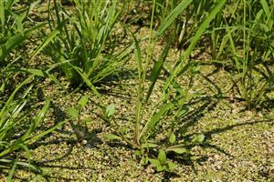 Lindernia procumbens na nie celkom optimálnom stanovišti zaplavenom vodou s porastom Lemna minor. Konkurenčne ju vytláča Leersia oryzoides