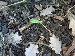 Listová ružica Himantoglossum adriaticum vykopnutá zverou.