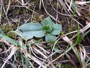 listová ružica Himantoglossum adriaticum