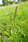 odkvitnutý jedinec Echium russicum v TMP
