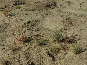 Spergula morisonii a Corynephorus canescens na obnaženom piesku.