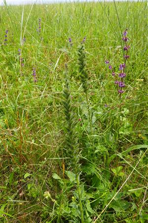 odkvitnúce jedince Echium russicum na časti TMP