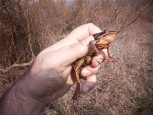 adultRana dalmatina