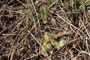 Odhryznuté kvety Pulsatilla grandis.