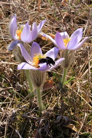 Pulsatilla grandis ako vábny pokrm pre hmyz.