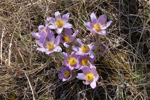 Väčšia skupina Pulsatilla grandis v oplôtku.