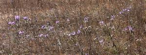 Plošne najväčší porast kvitnúcich Pulsatilla grandis vo vnútri oplôtku
