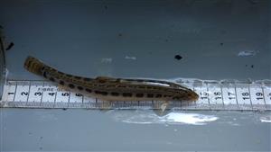 Cobitis taenia