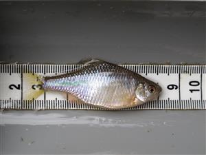 Rhodeus sericeus
