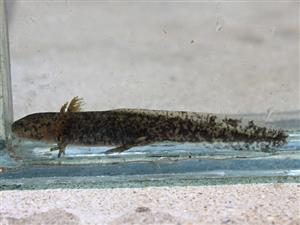 salamandra škvrnitá (Salamandra salamandra), larva