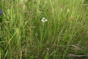 Saxifraga bulbifera na lokalite