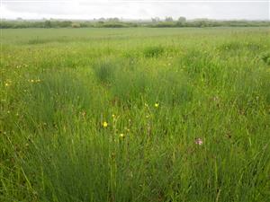 Vlhšie časti porastu indikuje sivozelený Juncus inflexus