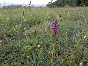 Orchis morio v poraste