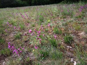 Porast Festuca valesiaca a Steris viscaria